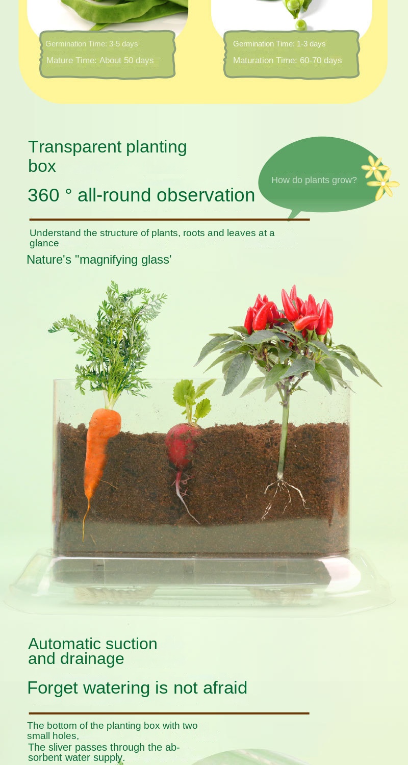 Kids & Students Plant Growth Observation Kit – Transparent Gardening Box for Flowers, Potted Plants & Educational Science Toys 9 Jb Stationers S604fafebb275405681d3381aff93877fN