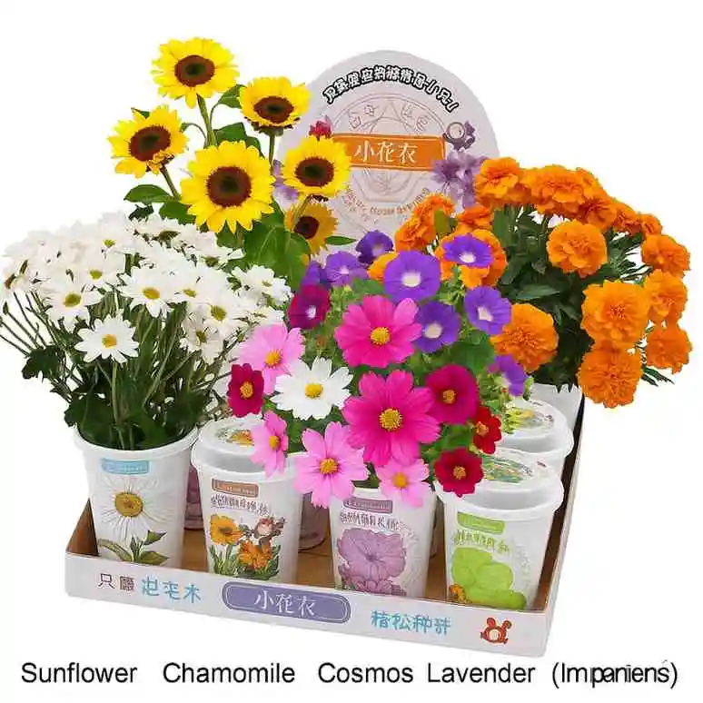Zodiac Flower Growing Cup – Lucky Horoscope Plant Kit for Home & Gifts 2 Jb Stationers Zodiac Flower Growing Cup