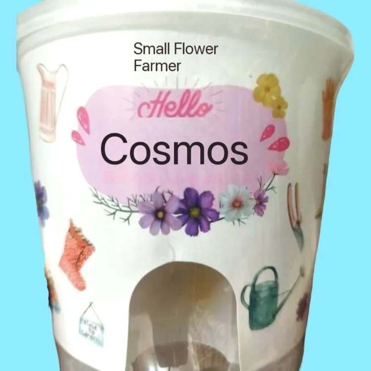 Cosmos Self - Draining Planting Kit 3 Jb Stationers Cosmos Self Draining Planting Kit
