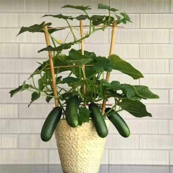 Rustic Tin Can Indoor Planting Kit