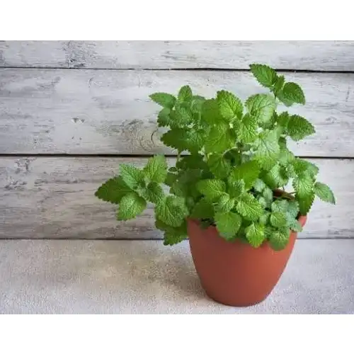 "Little Flower Farmer" Organic Plant Growing Cup – Grow Mint, Strawberry, Watermelon, Persimmon 3 Jb Stationers Organic Plant Growing Cup