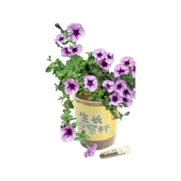Blooming Potted Plant Growing