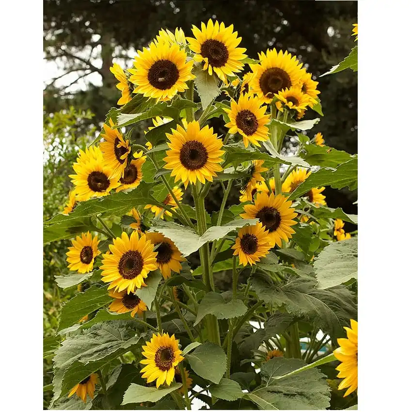 Little Flower Farmer® "Oil Drum Garden" Kit – Grow Your Own Sunflower 3 Jb Stationers Tin Can Garden Kit