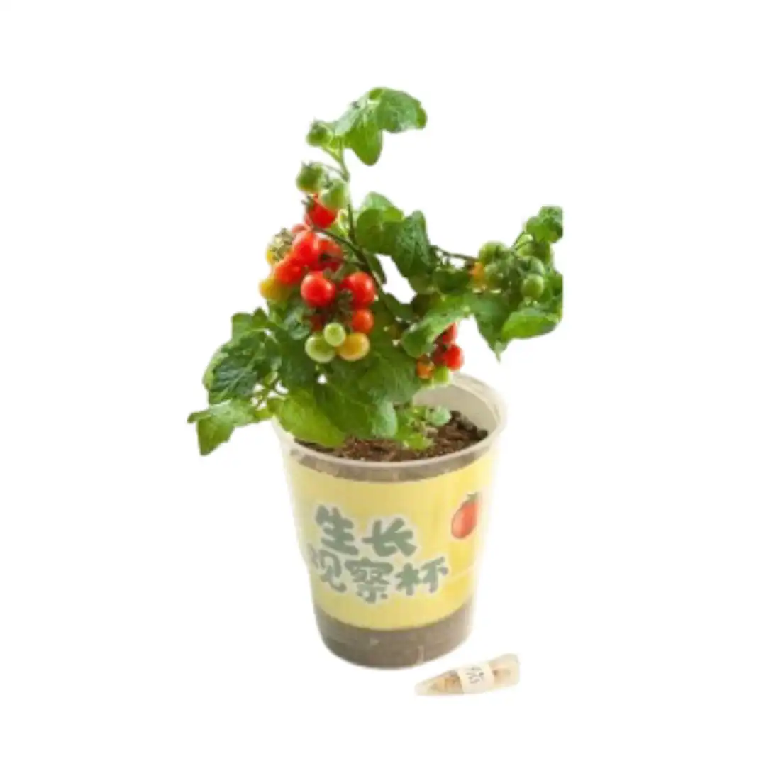 Fruit & Vegetable Fun Growing Cup - Easy DIY Plant Kit (Chilli, Strawberry, Tomato, Watermelon, Cherry Raddish) 5 Jb Stationers Fruit & Vegetable Fun Growing Cup