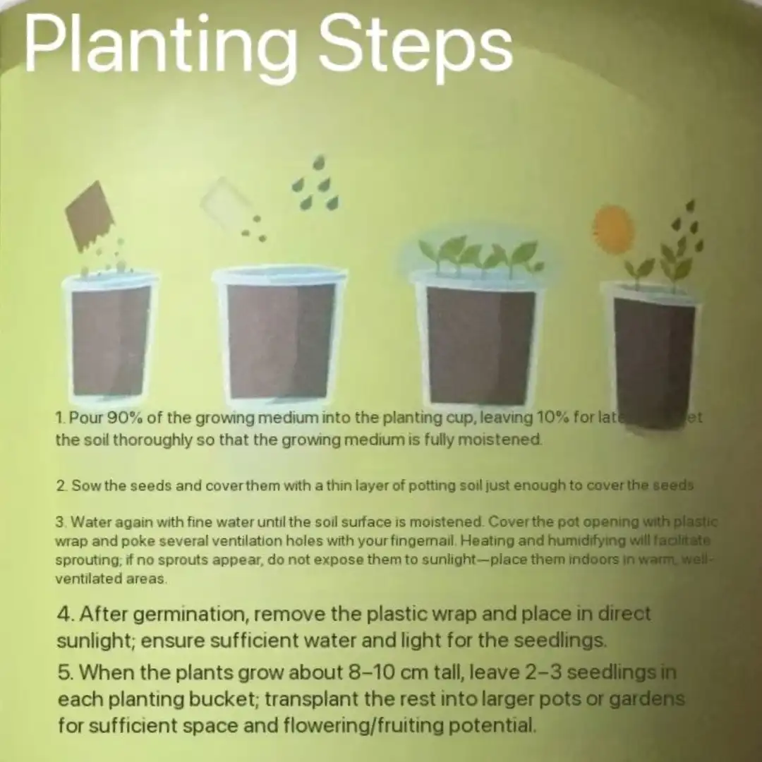 "Little Flower Farmer" Organic Plant Growing Cup – Grow Mint, Strawberry, Watermelon, Persimmon 7 Jb Stationers Organic Plant Growing Cup