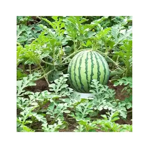"Little Flower Farmer" Organic Plant Growing Cup – Grow Mint, Strawberry, Watermelon, Persimmon 4 Jb Stationers Fruit & Vegetable Fun Growing Cup